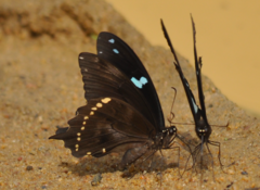 Papilio epiphorbas epiphorbas