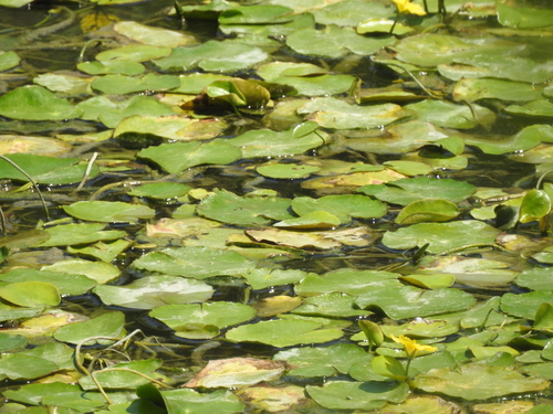 water fringe
