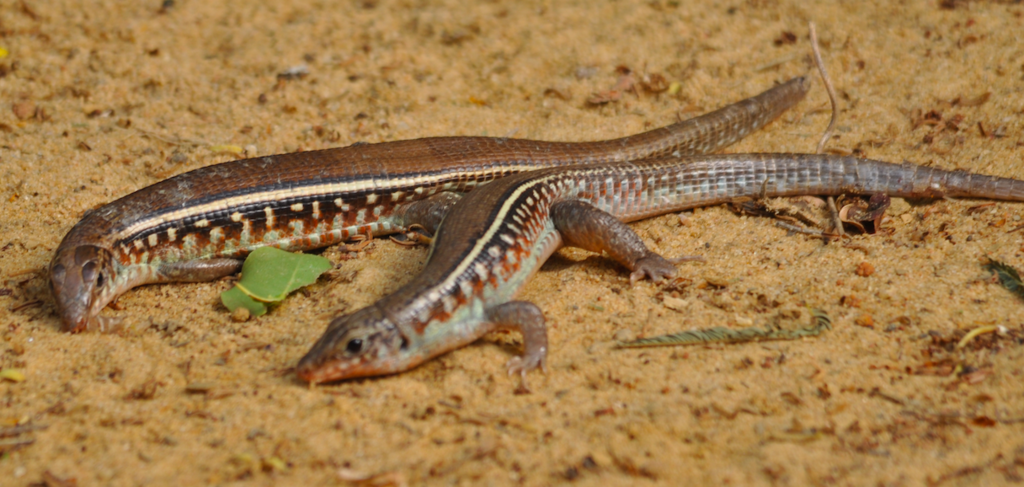 Karsten's Girdled Lizard
