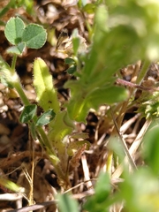 Valerianella discoidea