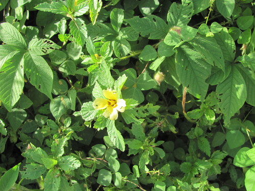 Turnera subulata