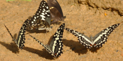 Papilio erithonioides
