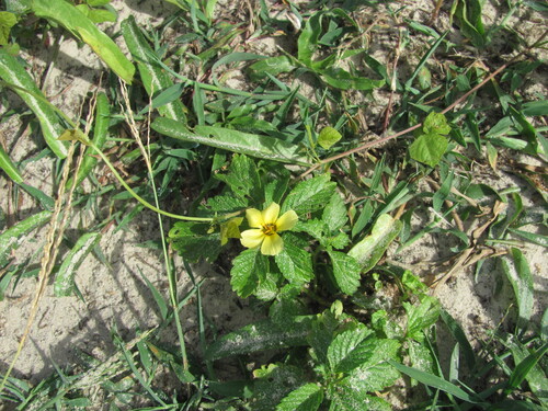 Turnera subulata