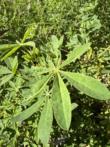 iNaturalist observation photo of Thrips