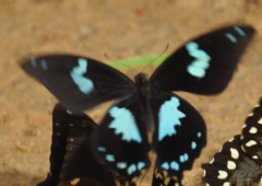 Papilio epiphorbas epiphorbas