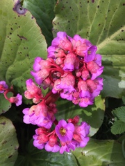 Bergenia crassifolia