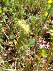 Valerianella discoidea