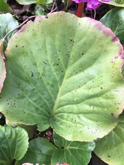 Bergenia crassifolia