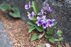 Viola mandshurica
