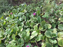 Bergenia crassifolia