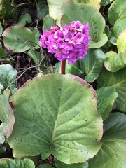 Bergenia crassifolia