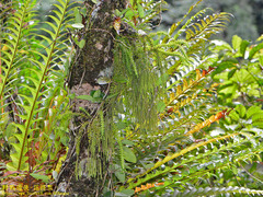 Phlegmariurus phlegmaria