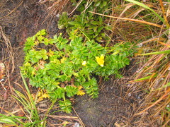 Ranunculus oreophytus