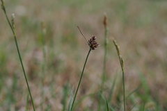 Luzula capitata
