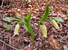 Uvularia puberula