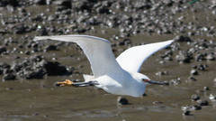 Egretta thula