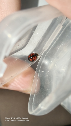 Six-spotted Zigzag Ladybird