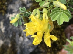 Hippocrepis emerus