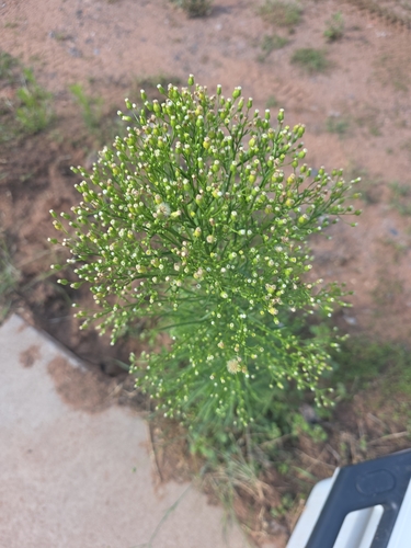 horseweed