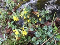 Hippocrepis emerus