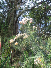 Helichrysum stuhlmannii