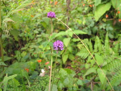 Trifolium burchellianum