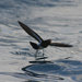 New Zealand Storm-Petrel - Photo (c) Duncan, some rights reserved (CC BY-SA)