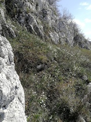 Schivereckia podolica