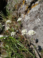 Schivereckia podolica