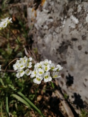 Schivereckia podolica