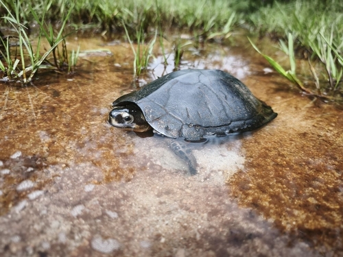 Black Marsh Turtle