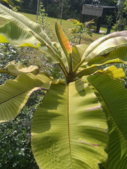 Dillenia grandifolia