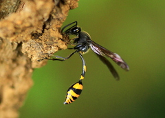 Phimenes flavopictus blanchardi