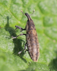 Lixus subtilis