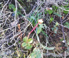 Crassula simulans