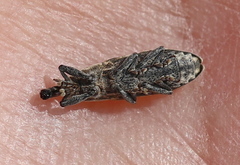 Lixus subtilis