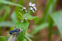 Radumeris radula