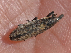 Lixus subtilis