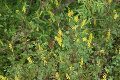 Corydalis heterocarpa
