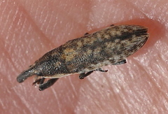 Lixus subtilis