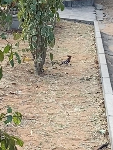 Common Hoopoe