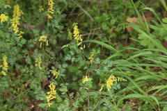 Corydalis heterocarpa
