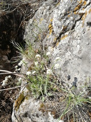 Schivereckia podolica