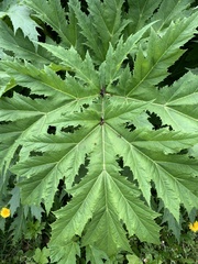 Heracleum mantegazzianum