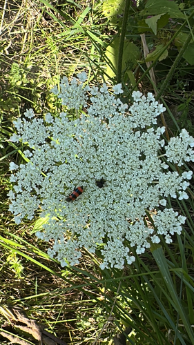 Bee-eating Beetle