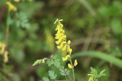 Corydalis heterocarpa