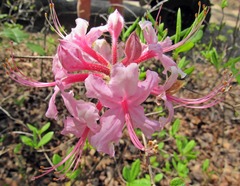 Rhododendron periclymenoides
