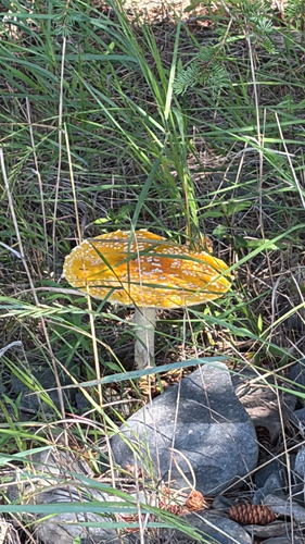 Fly Agaric