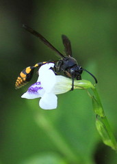 Phimenes flavopictus blanchardi