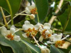 Calophyllum soulattri